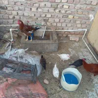 جوجه مرغ وخروس بزرگ وکوچک.موجودهست|حیوانات مزرعه|زابل, |دیوار