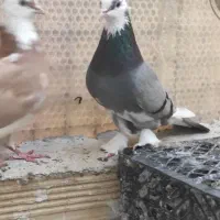 کبوتر باخت رفته