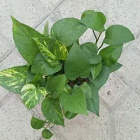 دیفن واریکاو....|گل و گیاه طبیعی|شیراز, شهرک مطهری|دیوار