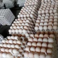 تخم بوقلمون بیوتی۶