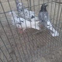 دم سفید|پرنده|مسجد سلیمان, |دیوار