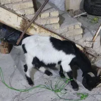 سلام دو بیگ دونه ای هشت  نیم