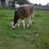 باسلام گوساله مونت ۵ماهه