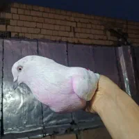 کفتر زیر کت رنگی پاپر گمشده|حیوانات|فردوسیه, |دیوار