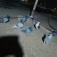 کبوتر|پرنده|جزنیک, |دیوار