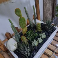 فروش خانگی انواع گل های آپارتمانی|گل و گیاه طبیعی|بیرجند, |دیوار