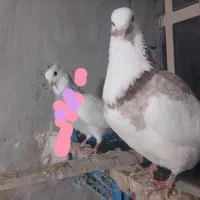 کفتر کبوتر کینگ سنگین وزن