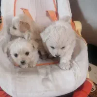 توله نژاد دار اشپیتز|سگ|جیرفت, |دیوار