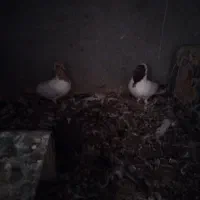 کفتر|پرنده|اردکان, |دیوار