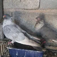 کبوتر موشی طوق سفید  وطوق سیاه سبز