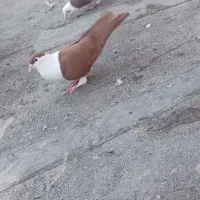 کفتر شهرستانی و تهرانی