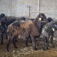 بره قوچ و قوچ کار همو