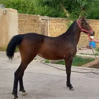 کره مادیان کرد|اسب و تجهیزات اسب‌سواری|تهران, تهرانسر شرقی|دیوار