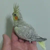 جوجه عروس هلندی سرلاکی|پرنده|تهران, جیحون|دیوار
