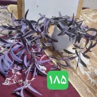 گل طبیعی خونگی شاداب