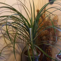 سینگونیوم ابلق|گل و گیاه طبیعی|بروجرد, |دیوار