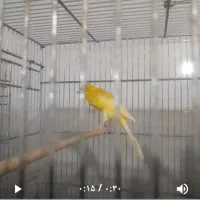 قناری رسمی بلند ماده