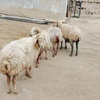 گوسفند