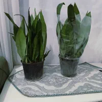 گل گیاه|گل و گیاه طبیعی|رباط‌کریم, شهرک والفجر|دیوار