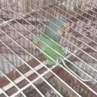 یک جفت کوتوله برزیلی|پرنده|سلامی, |دیوار