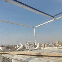 تعداد ی کبوتر|پرنده|ماهدشت, |دیوار