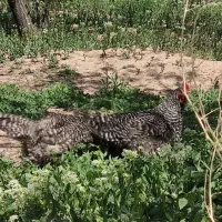 مرغ و خروس آمروک