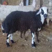 بره قوچ نازار هیکلی ا