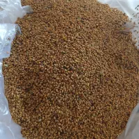 تخم یونجه اصلاح شده