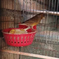 سهره. قناری نر و ماده