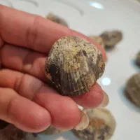 فسیل صدف|کلکسیون اشیاء عتیقه|گنبد کاووس, |دیوار