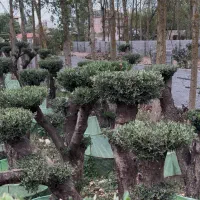 فروش درخت زیتون هخامنشی|گل و گیاه طبیعی|ایزدشهر, |دیوار