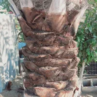 تمیز کردن نخل|خدمات باغبانی و درختکاری|میناب, |دیوار