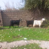 بز شیری چپر