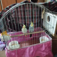 عروس هلندی جفت بالغ