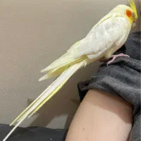 فروش عروس هلندی ماده لتینو بالغ اماده جفت گیری|پرنده|یزد, |دیوار