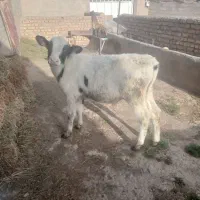 گوساله نر