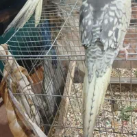 عروس هلندی جفت