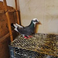 کبوتر طوقی|پرنده|سراوان, |دیوار