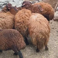 گوسفند نر قربانی