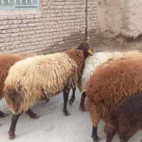 گوسفند نر|حیوانات مزرعه|نیشابور, فضل|دیوار