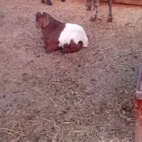 بز شیرا|حیوانات مزرعه|نیشابور, ریوند|دیوار