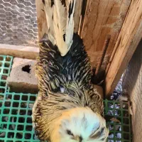 مرغ وخروس سلطان|حیوانات مزرعه|نوشهر, |دیوار