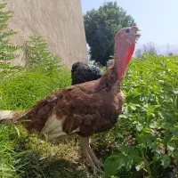 بوقلمون