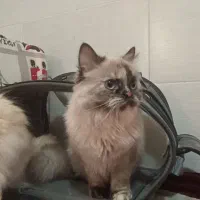 گربه خانگی|گربه|برازجان, |دیوار