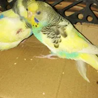 مرغ عشق فروشی