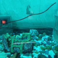 ماهی گیاه خوار