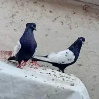سینه ای