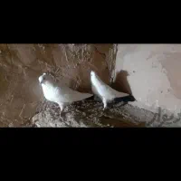 کبوتر|پرنده|سریش آباد, |دیوار