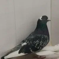 کبوتر کفتر گمشده