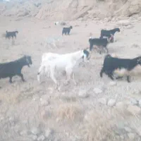 دبر پاکستانی اصل|حیوانات مزرعه|مرودشت, نقش رستم|دیوار